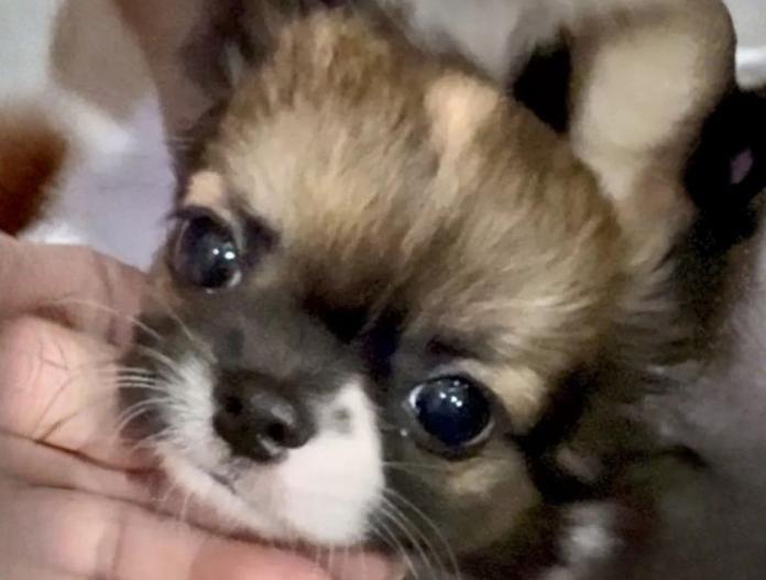 チワワ(ロング)(東京都・男の子・2025/09/12・セーブル&ホワイト)の子犬情報! | 内藤 めぐみブリーダー(766)