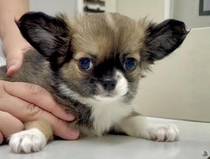 チワワ(ロング)(東京都・男の子・2025/09/12・セーブル&ホワイト)の子犬情報! | 内藤 めぐみブリーダー(766)