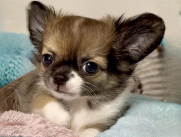 チワワ(ロング)(東京都・男の子・2025/09/12・セーブル&ホワイト)の子犬情報! | 内藤 めぐみブリーダー(766)