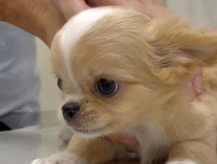 チワワ(ロング)(東京都・男の子・2025/09/12・クリーム&ホワイト)の子犬情報! | 内藤 めぐみブリーダー(767)