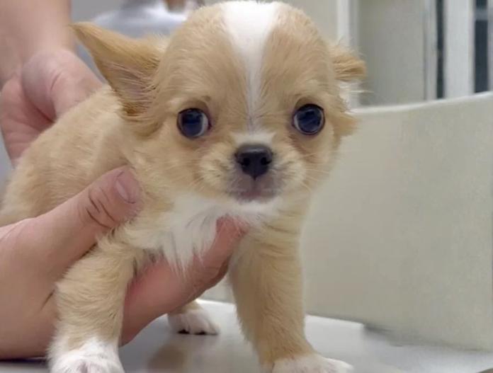 チワワ(ロング)(東京都・男の子・2025/09/12・クリーム&ホワイト)の子犬情報! | 内藤 めぐみブリーダー(767)