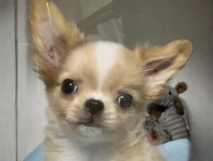 チワワ(ロング)(東京都・男の子・2025/09/12・クリーム&ホワイト)の子犬情報! | 内藤 めぐみブリーダー(767)