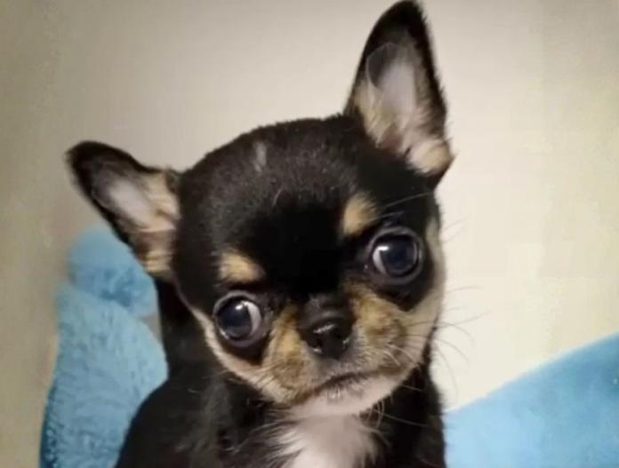 チワワ(スムース)(東京都・女の子・2025/10/14・ブラックタン&ホワイト)の子犬情報! | 内藤 めぐみブリーダー(881)