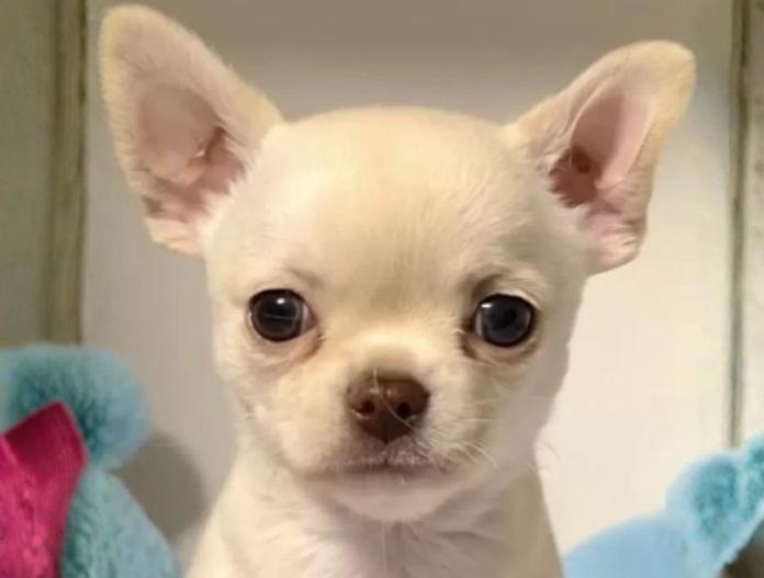 チワワ(スムース)(東京都・男の子・2025/10/14・クリーム)の子犬情報! | 内藤 めぐみブリーダー(882)