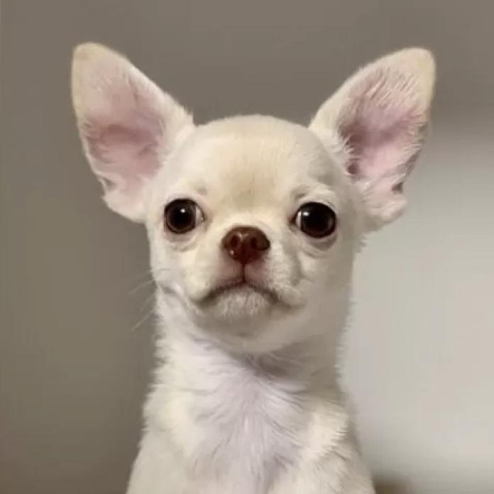 チワワ(スムース)(東京都・男の子・2025/10/14・クリーム)の子犬情報! | 内藤 めぐみブリーダー(882)