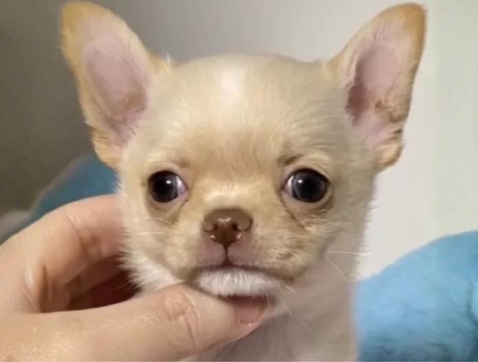 チワワ(スムース)(東京都・男の子・2025/10/14・クリーム)の子犬情報! | 内藤 めぐみブリーダー(883)