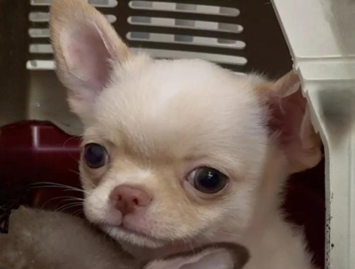 チワワ(スムース)(東京都・男の子・2025/10/14・クリーム)の子犬情報! | 内藤 めぐみブリーダー(883)