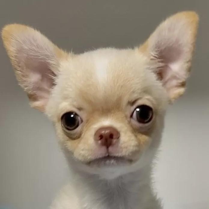 チワワ(スムース)(東京都・男の子・2025/10/14・クリーム)の子犬情報! | 内藤 めぐみブリーダー(883)