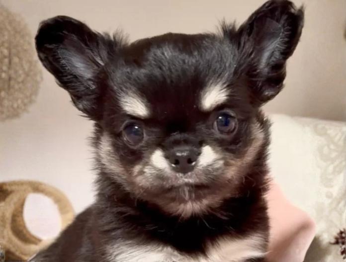 チワワ(ロング)(東京都・女の子・2025/11/02・ブラックタン&ホワイト)の子犬情報! | 内藤 めぐみブリーダー(937)