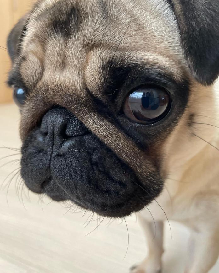 犬のプロフィール画像