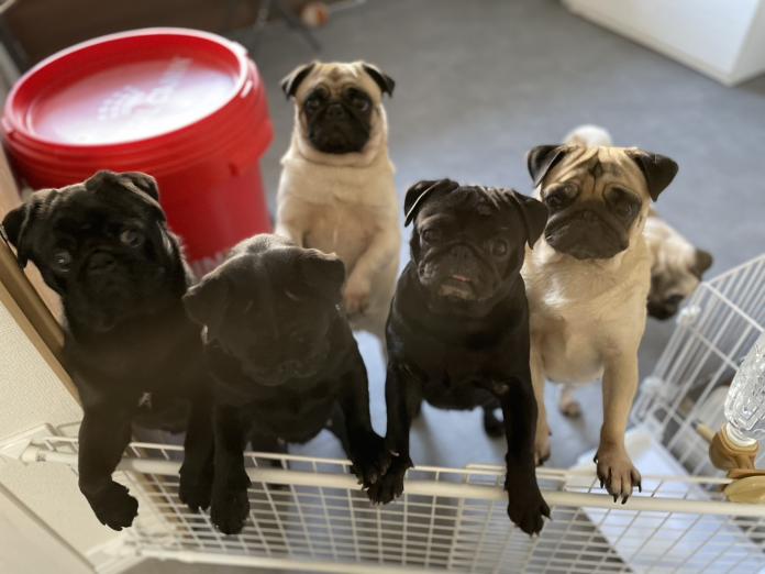 ブリーダー、犬に関する画像