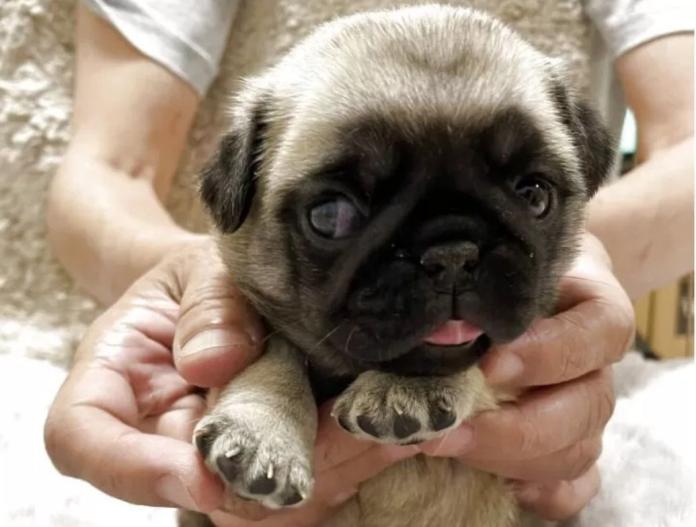 犬のプロフィール画像