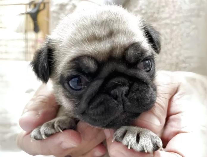 犬のプロフィール画像