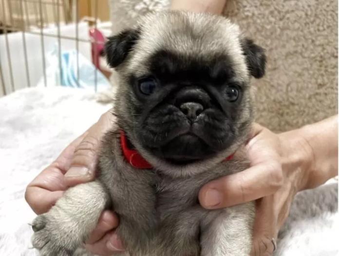 犬のプロフィール画像