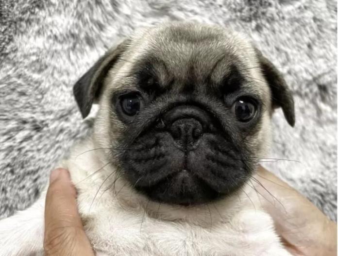 犬のプロフィール画像