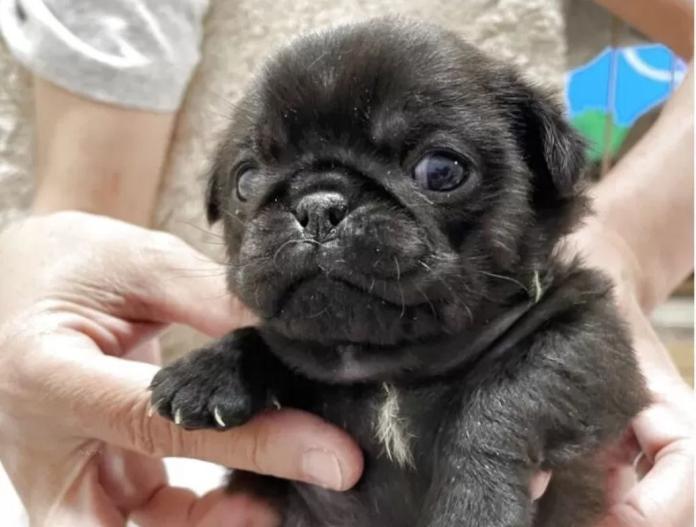 犬のプロフィール画像