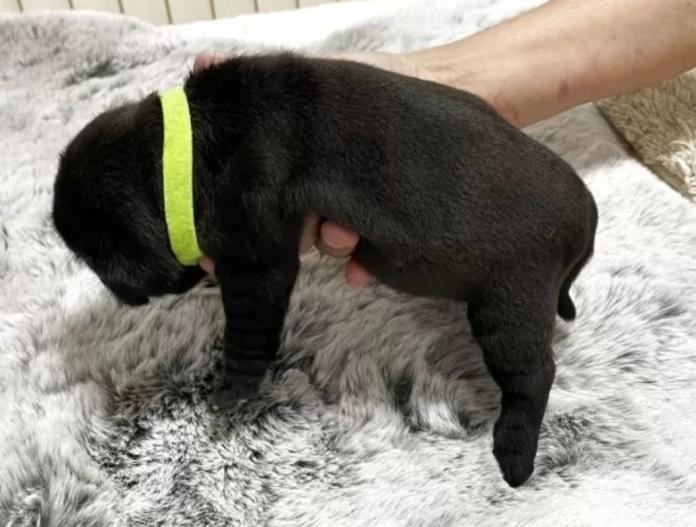犬のプロフィール画像