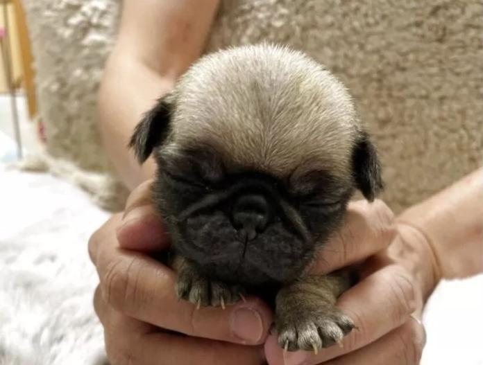 犬のプロフィール画像