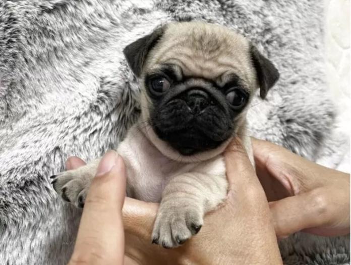 犬のプロフィール画像