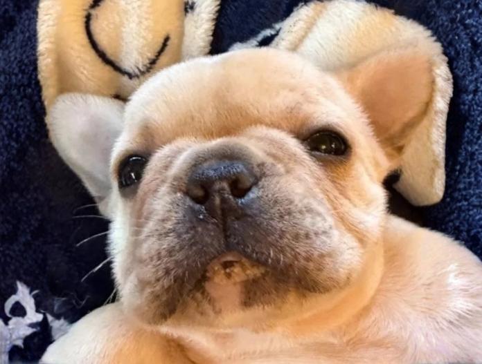 フレンチブルドッグ(茨城県・女の子・2025/11/28・クリーム)の子犬情報! | 勝村 真澄ブリーダー(1040)