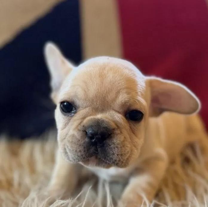 フレンチブルドッグ(茨城県・女の子・2025/11/28・クリーム)の子犬情報! | 勝村 真澄ブリーダー(1040)