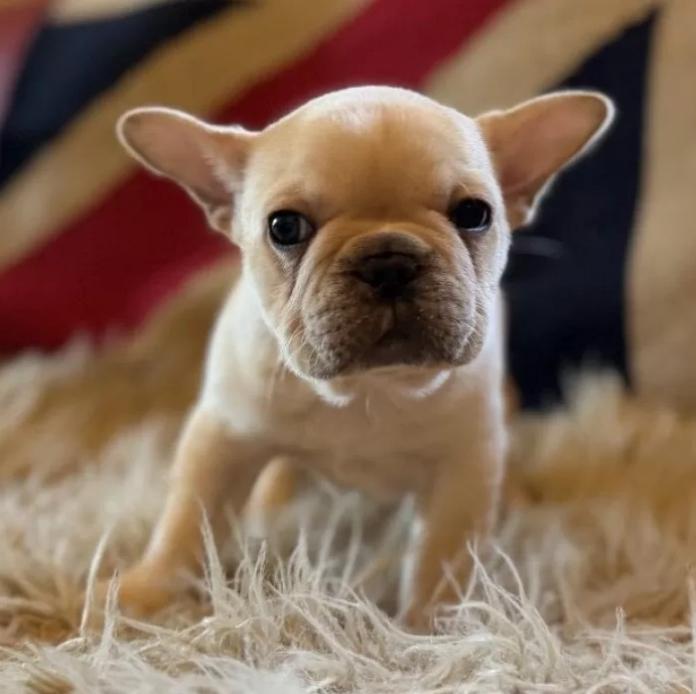 フレンチブルドッグ(茨城県・男の子・2025/11/28・クリーム)の子犬情報! | 勝村 真澄ブリーダー(1041)