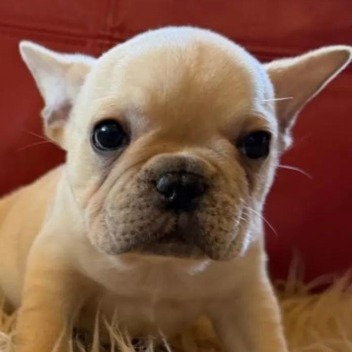 フレンチブルドッグ(茨城県・男の子・2025/11/28・クリーム)の子犬情報! | 勝村 真澄ブリーダー(1041)