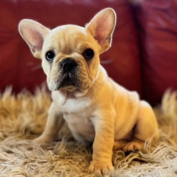 フレンチブルドッグ(茨城県・男の子・2025/11/28・クリーム)の子犬情報! | 勝村 真澄ブリーダー(1115)