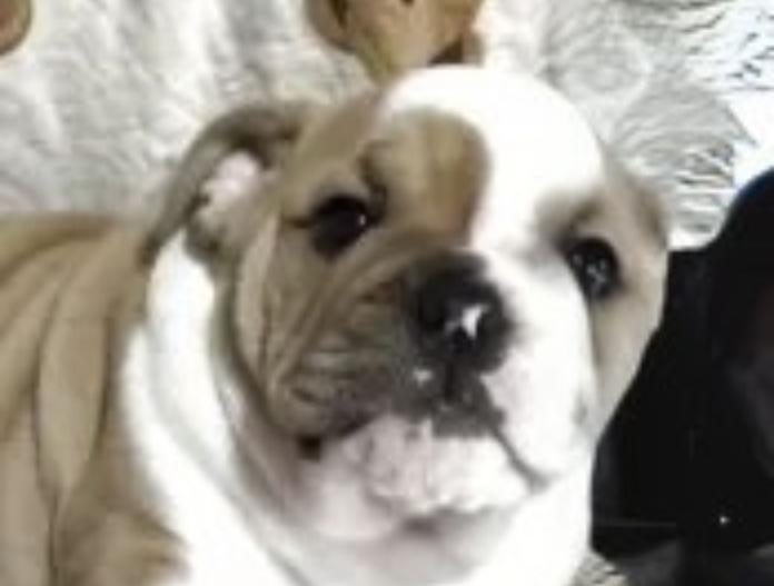 犬のプロフィール画像