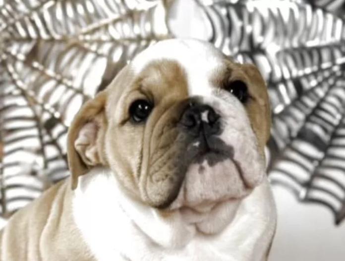 犬のプロフィール画像