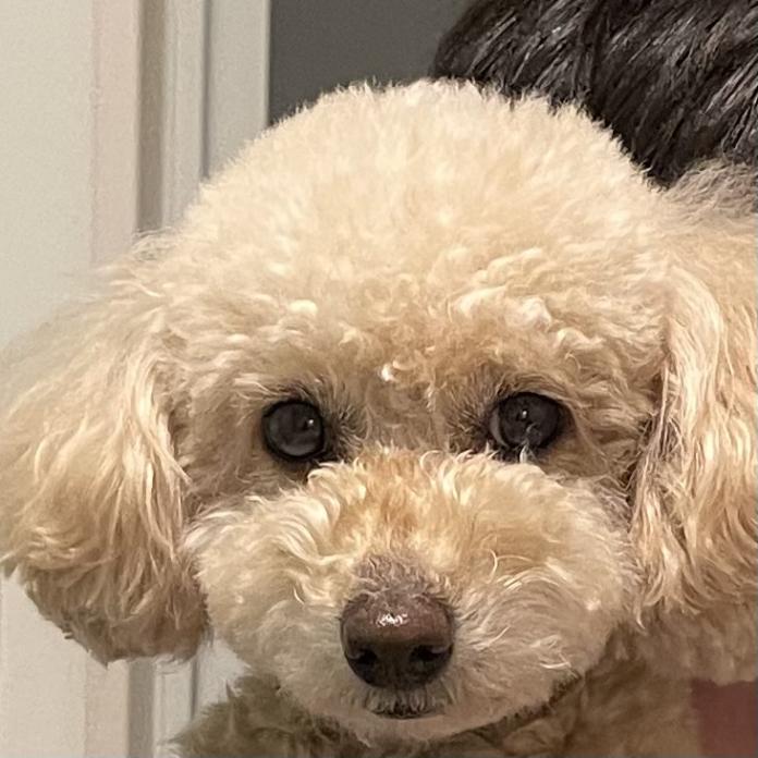 犬のプロフィール画像
