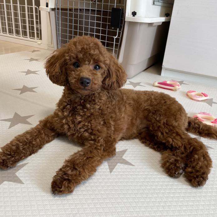 犬のプロフィール画像