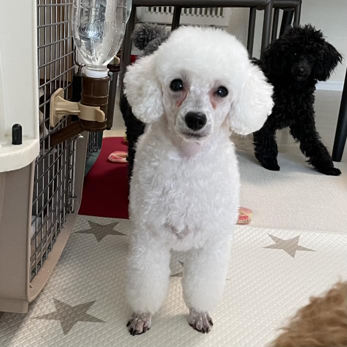犬のプロフィール画像