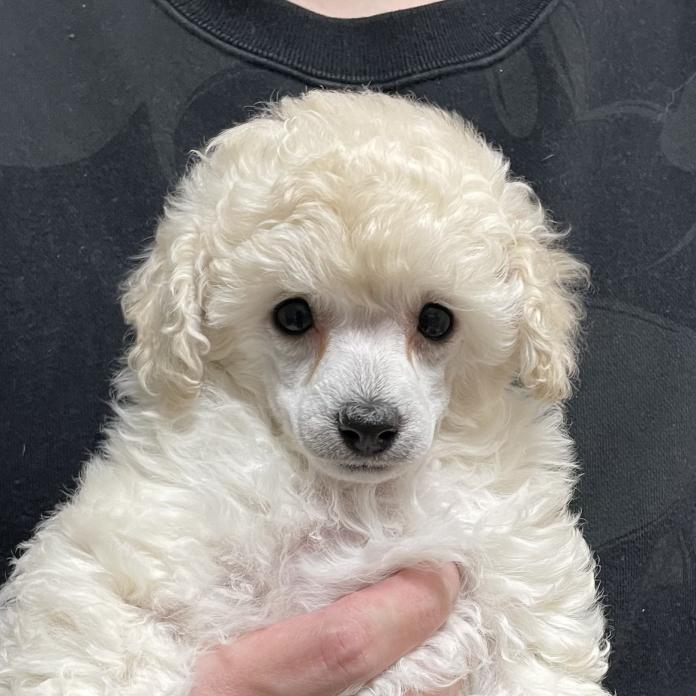トイプードル(長野県・女の子・2026/01/01・ホワイト)の子犬情報! | 八木 美佐子ブリーダー(1185)