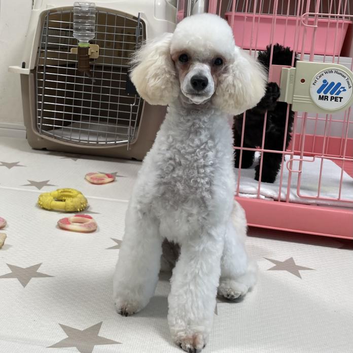 犬のプロフィール画像