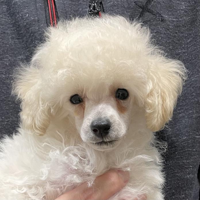 トイプードル(1501)の子犬情報