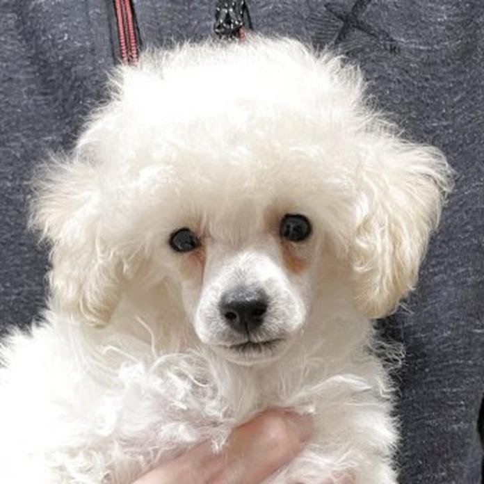 トイプードル(1501)の子犬情報