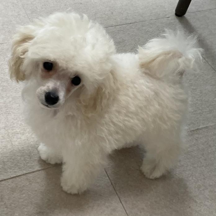 トイプードル(1501)の子犬情報