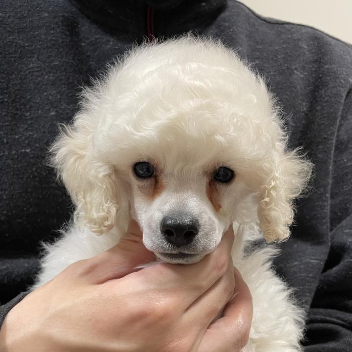 トイプードル(1502)の子犬情報