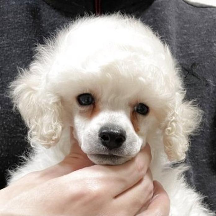 トイプードル(1502)の子犬情報