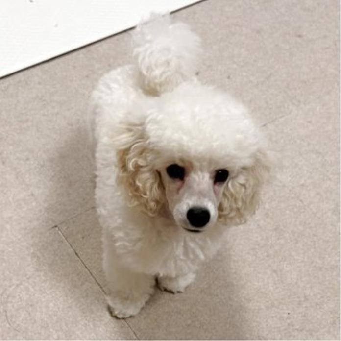 トイプードル(1502)の子犬情報