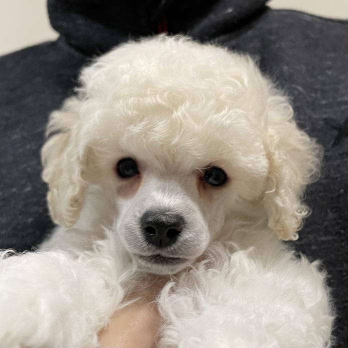 トイプードル(1503)の子犬情報