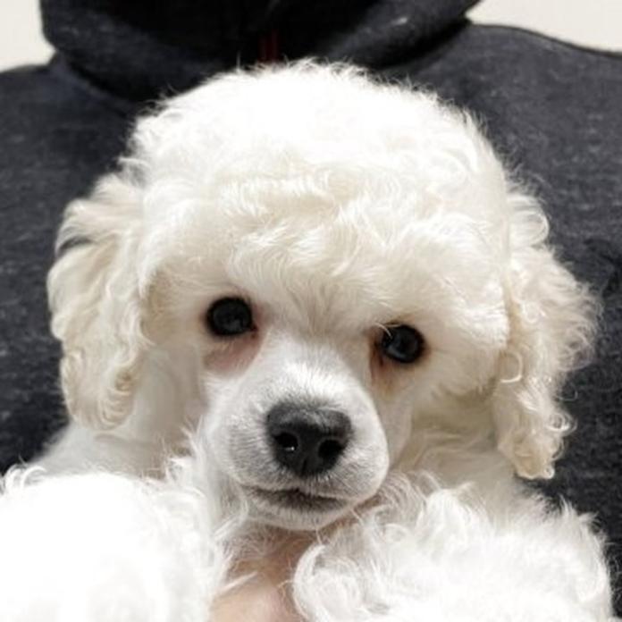トイプードル(1503)の子犬情報
