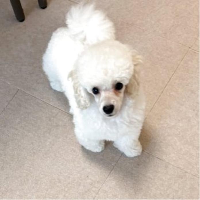 トイプードル(1503)の子犬情報