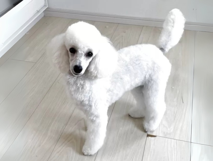犬のプロフィール画像