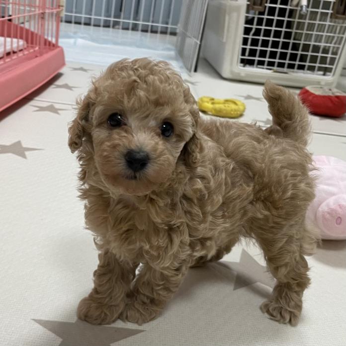 犬のプロフィール画像