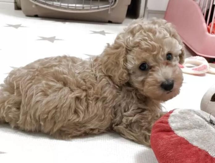 犬のプロフィール画像