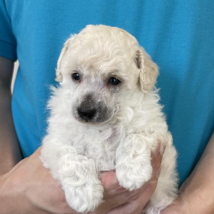 犬のプロフィール画像
