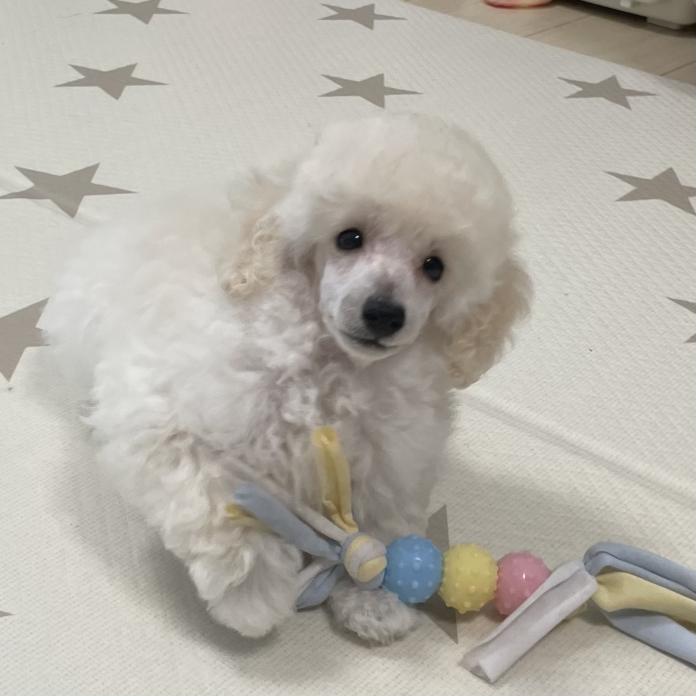 犬のプロフィール画像