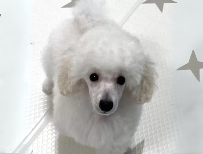犬のプロフィール画像
